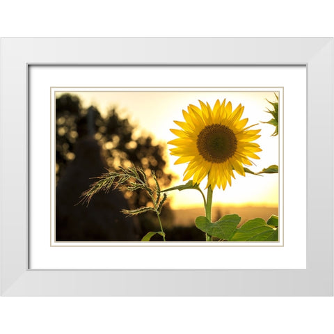 Flower 16 White Modern Wood Framed Art Print with Double Matting by Lee, Rachel