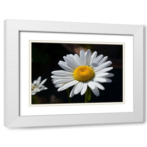 Flower 17 White Modern Wood Framed Art Print with Double Matting by Lee, Rachel