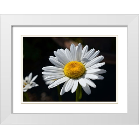Flower 17 White Modern Wood Framed Art Print with Double Matting by Lee, Rachel