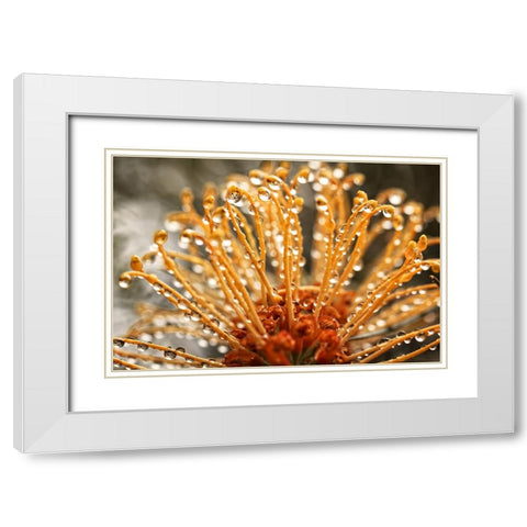 Flower 19 White Modern Wood Framed Art Print with Double Matting by Lee, Rachel