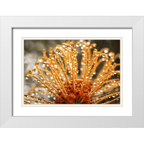 Flower 19 White Modern Wood Framed Art Print with Double Matting by Lee, Rachel