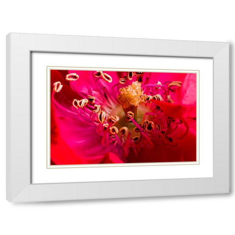 Flower 2 White Modern Wood Framed Art Print with Double Matting by Lee, Rachel