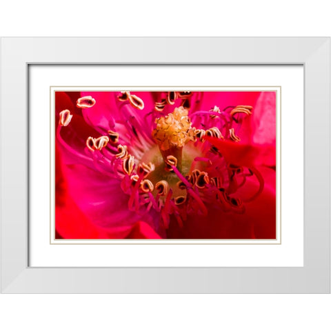 Flower 2 White Modern Wood Framed Art Print with Double Matting by Lee, Rachel