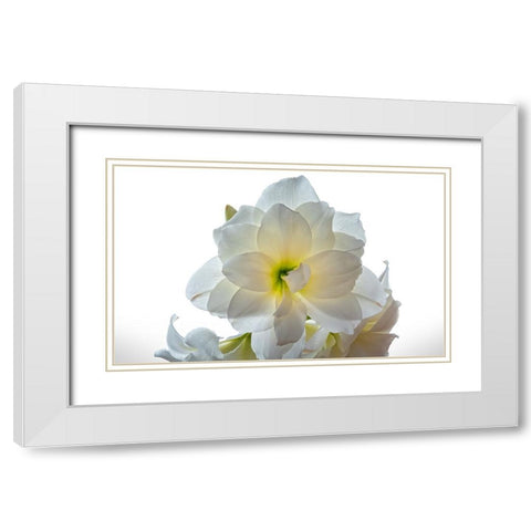 Flower 22 White Modern Wood Framed Art Print with Double Matting by Lee, Rachel