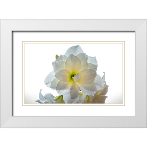 Flower 22 White Modern Wood Framed Art Print with Double Matting by Lee, Rachel