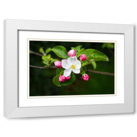 Flower 23 White Modern Wood Framed Art Print with Double Matting by Lee, Rachel