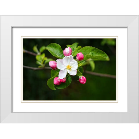 Flower 23 White Modern Wood Framed Art Print with Double Matting by Lee, Rachel