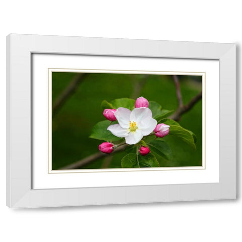 Flower 24 White Modern Wood Framed Art Print with Double Matting by Lee, Rachel
