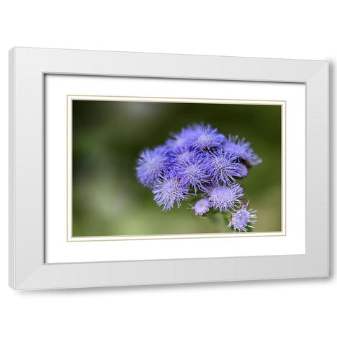 Flower 27 White Modern Wood Framed Art Print with Double Matting by Lee, Rachel