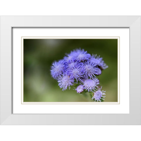 Flower 27 White Modern Wood Framed Art Print with Double Matting by Lee, Rachel