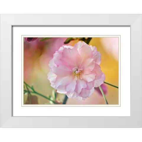 Flower 28 White Modern Wood Framed Art Print with Double Matting by Lee, Rachel