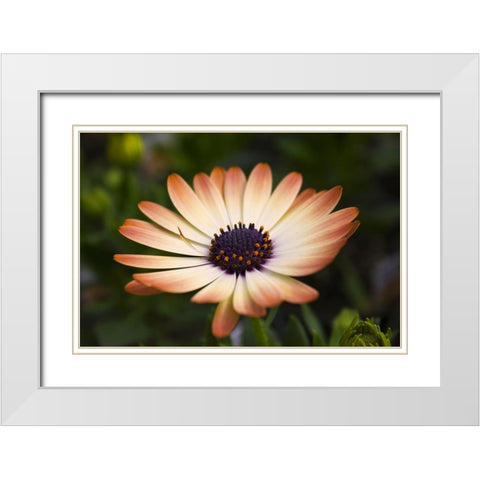 Flower 35 White Modern Wood Framed Art Print with Double Matting by Lee, Rachel