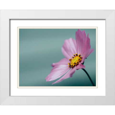 Flower 36 White Modern Wood Framed Art Print with Double Matting by Lee, Rachel