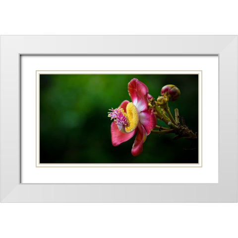 Flower 5 White Modern Wood Framed Art Print with Double Matting by Lee, Rachel