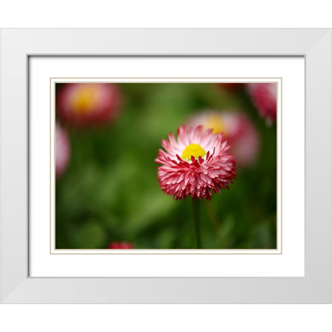 Flower 51 White Modern Wood Framed Art Print with Double Matting by Lee, Rachel