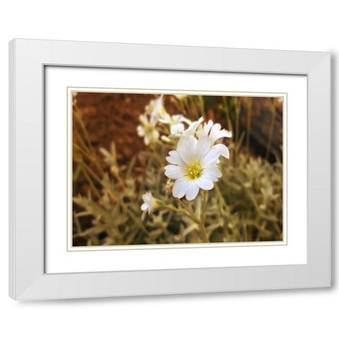 Flower 52 White Modern Wood Framed Art Print with Double Matting by Lee, Rachel