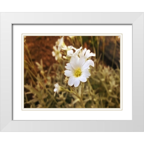 Flower 52 White Modern Wood Framed Art Print with Double Matting by Lee, Rachel