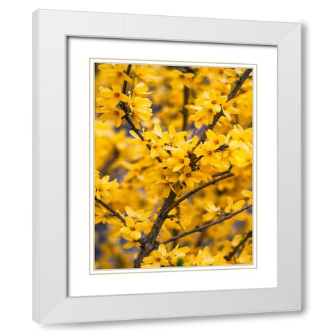Flower 77 White Modern Wood Framed Art Print with Double Matting by Lee, Rachel