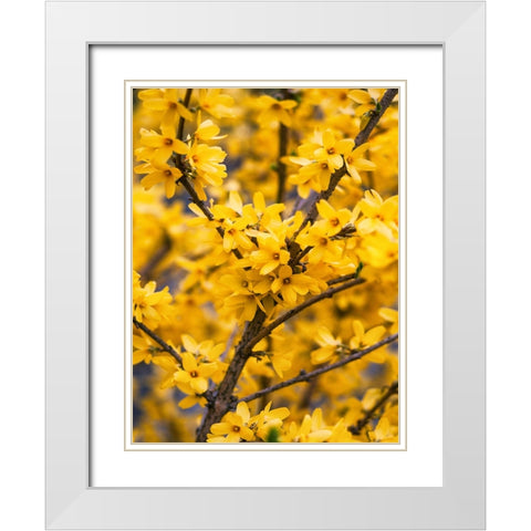Flower 77 White Modern Wood Framed Art Print with Double Matting by Lee, Rachel
