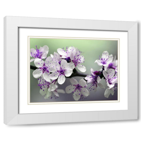 Flower 79 White Modern Wood Framed Art Print with Double Matting by Lee, Rachel
