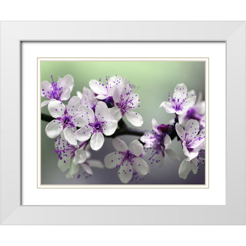Flower 79 White Modern Wood Framed Art Print with Double Matting by Lee, Rachel