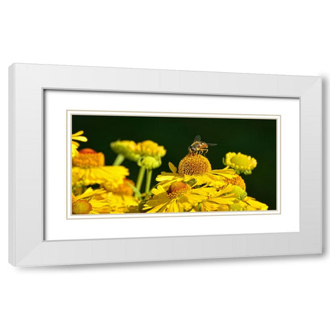 Flower Bee White Modern Wood Framed Art Print with Double Matting by Lee, Rachel