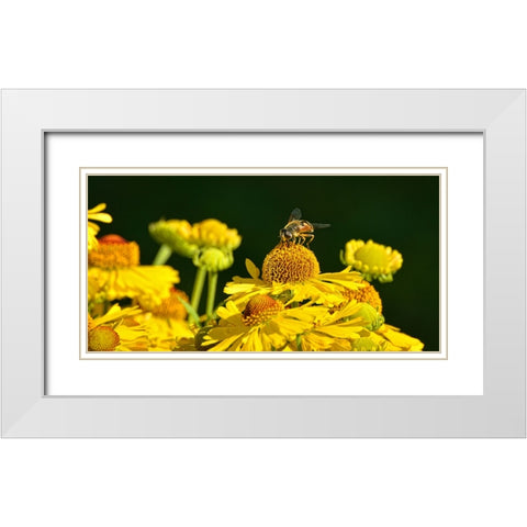 Flower Bee White Modern Wood Framed Art Print with Double Matting by Lee, Rachel