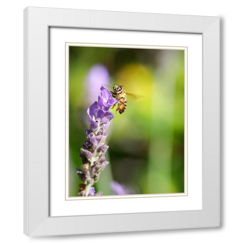 Flower Bee 2 White Modern Wood Framed Art Print with Double Matting by Lee, Rachel