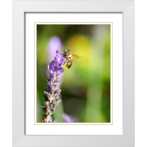 Flower Bee 2 White Modern Wood Framed Art Print with Double Matting by Lee, Rachel