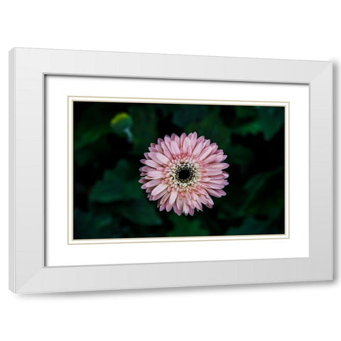 Flower Carnation White Modern Wood Framed Art Print with Double Matting by Lee, Rachel