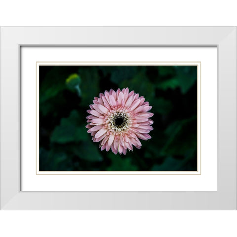 Flower Carnation White Modern Wood Framed Art Print with Double Matting by Lee, Rachel