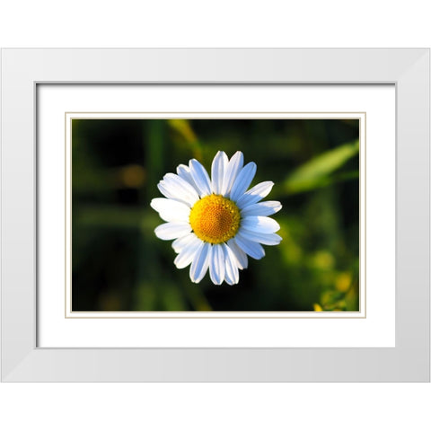 Flower Daisy White Modern Wood Framed Art Print with Double Matting by Lee, Rachel