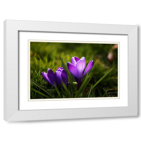 Flower Lilac White Modern Wood Framed Art Print with Double Matting by Lee, Rachel