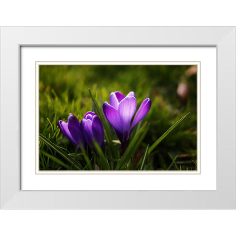 Flower Lilac White Modern Wood Framed Art Print with Double Matting by Lee, Rachel