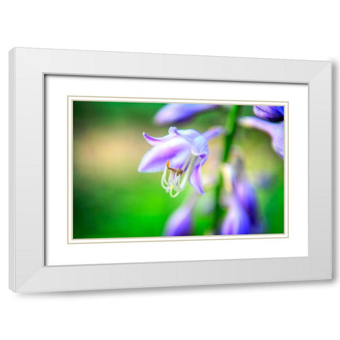 Flower Purple White Modern Wood Framed Art Print with Double Matting by Lee, Rachel