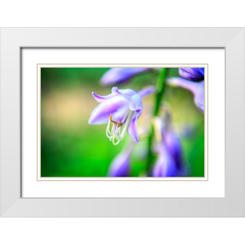 Flower Purple White Modern Wood Framed Art Print with Double Matting by Lee, Rachel