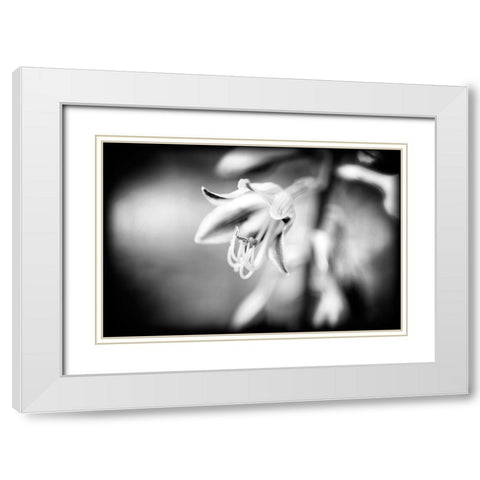 Flower Purple BW Holga White Modern Wood Framed Art Print with Double Matting by Lee, Rachel
