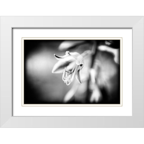 Flower Purple BW Holga White Modern Wood Framed Art Print with Double Matting by Lee, Rachel