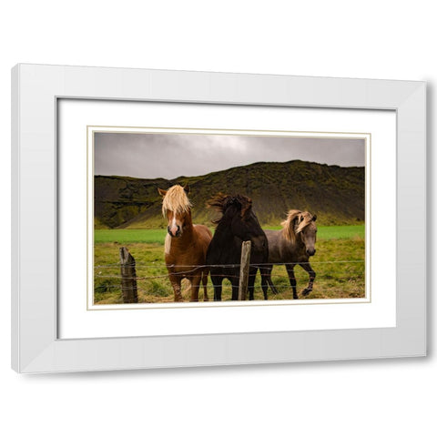 Horse 2 White Modern Wood Framed Art Print with Double Matting by Lee, Rachel