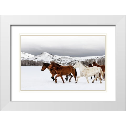 Horse 9 White Modern Wood Framed Art Print with Double Matting by Lee, Rachel