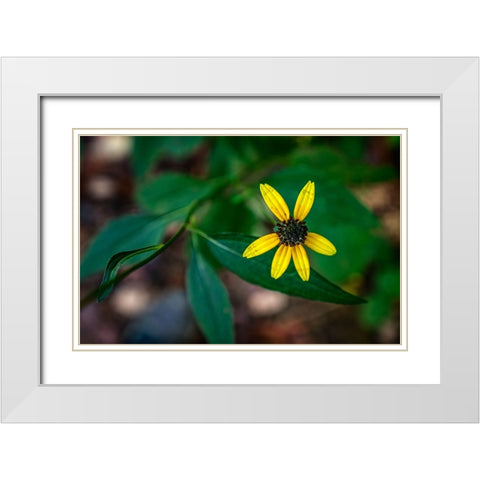 Pocket Wilderness 5 White Modern Wood Framed Art Print with Double Matting by Lee, Rachel