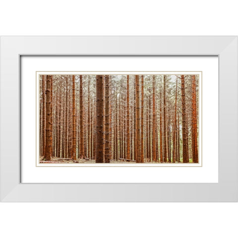 Trees 26 White Modern Wood Framed Art Print with Double Matting by Lee, Rachel