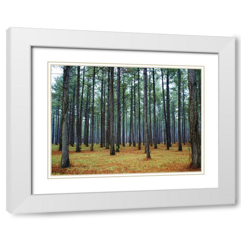 Trees 36 White Modern Wood Framed Art Print with Double Matting by Lee, Rachel