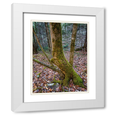Trees 79 White Modern Wood Framed Art Print with Double Matting by Lee, Rachel