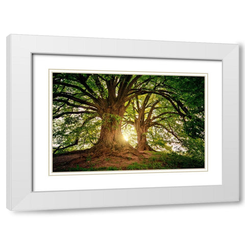 Trees 80 White Modern Wood Framed Art Print with Double Matting by Lee, Rachel