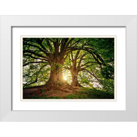 Trees 80 White Modern Wood Framed Art Print with Double Matting by Lee, Rachel