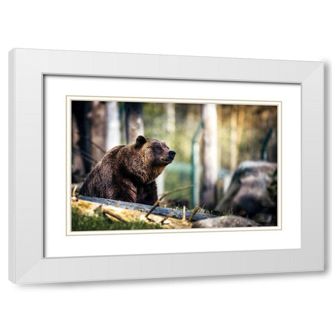 Wildlife 10 White Modern Wood Framed Art Print with Double Matting by Lee, Rachel