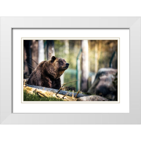 Wildlife 10 White Modern Wood Framed Art Print with Double Matting by Lee, Rachel
