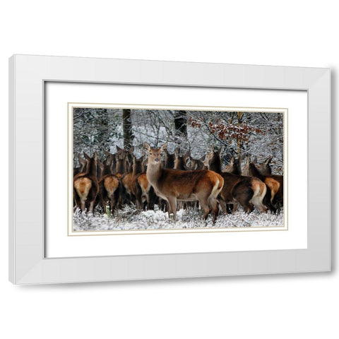 Wildlife 11 White Modern Wood Framed Art Print with Double Matting by Lee, Rachel