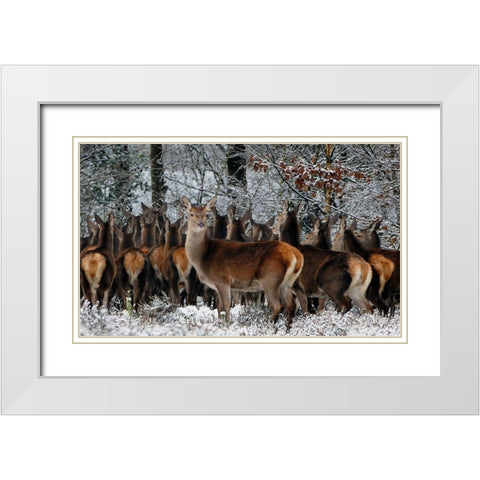 Wildlife 11 White Modern Wood Framed Art Print with Double Matting by Lee, Rachel